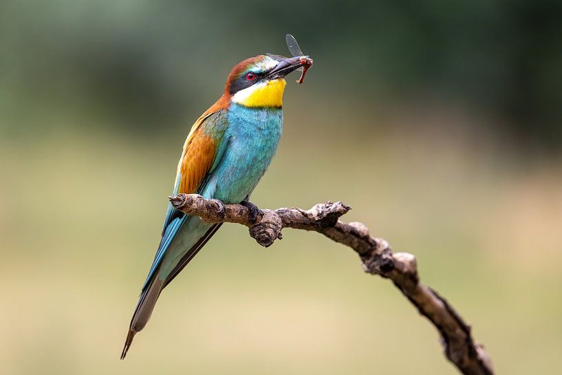 Bee-eater on a branch by Teresa Bauer
