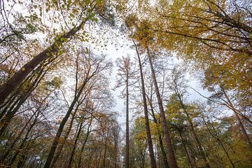 Herbstwald (Buche, Fichte und Eiche)
