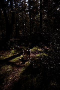 Schattenhund von Sven Benjamins