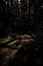 Shadow dog by Sven Benjamins thumbnail