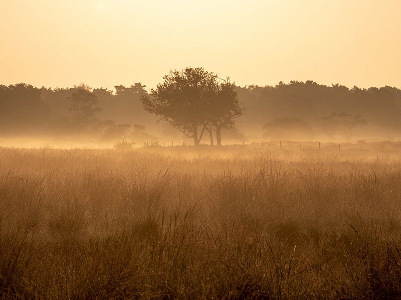 Flowering heather with early morning mist by Robin Jongerden
