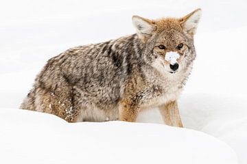 Prairiewolf in sneeuw in Yellowstone van Caroline Piek