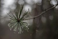 Raindrops