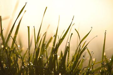 Delicate ochtenddauw op grassen