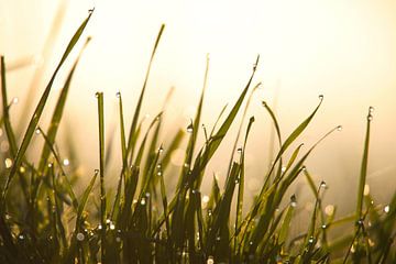 Delicate morning dew on grasses by Tanja Riedel