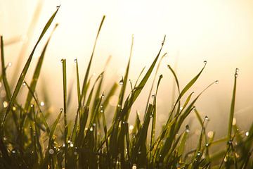 Délicatesse de la rosée du matin sur les herbes