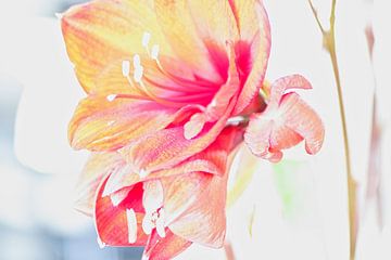 Amaryllis by José van Saagsvelt