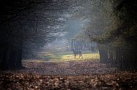 Red deer female in a beautiful forest. by Maurice van de Waarsenburg thumbnail