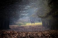 Red deer female in a beautiful forest.