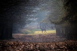 Red deer female in a beautiful forest. by Maurice van de Waarsenburg