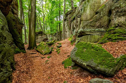 Mullerthal Trail I