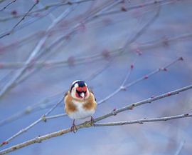 Distelfink auf einem Baum von ManfredFotos