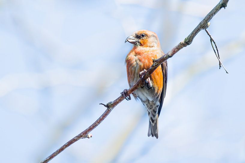 Le bec-croisé par Danny Slijfer Natuurfotografie
