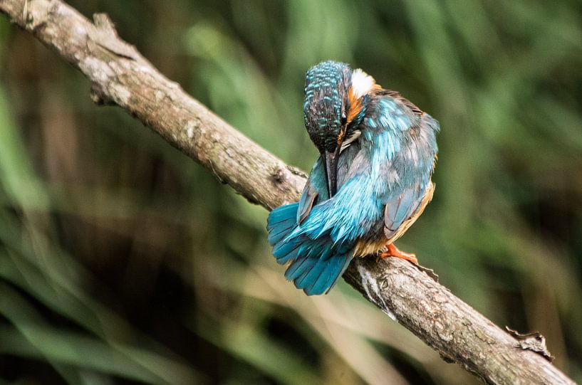 Eisvogel. von Robert Moeliker