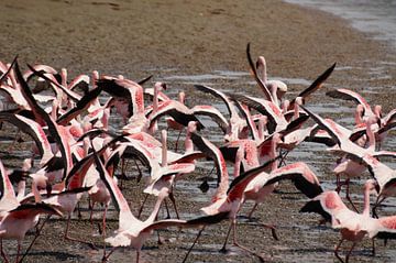 Flying Flamingo's van Erna Haarsma-Hoogterp