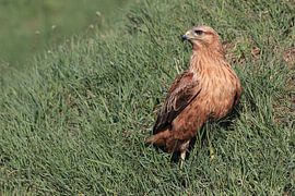 Long-legged Buzzard (Buteo rufinus) by Ronald Pol