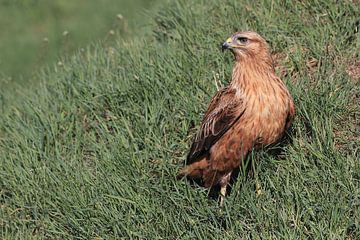 Arendbuizerd (Buteo rufinus) van Ronald Pol