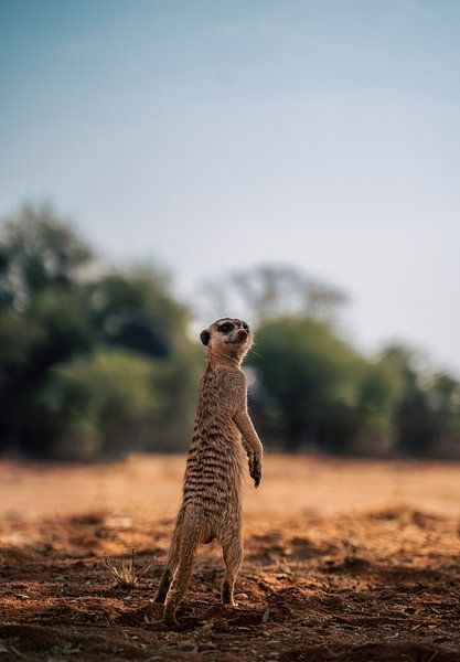 Meerkat in the Kalahari of Namibia, Africa by Patrick Groß