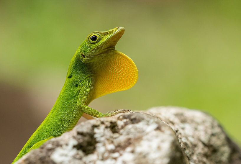 Een mannetje Marmeranolis die zijn keelkwab uitsteekt van Thijs van den Burg