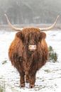 Porträt eines schottischen Highlanders im Schnee während des Winters von Sjoerd van der Wal Fotografie Miniaturansicht