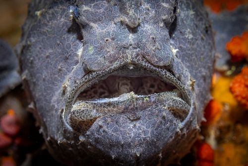 Anglerfish @ Komodo, Indonesia