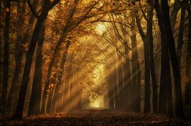 Es gibt kein Licht ohne Dunkelheit von Martin Podt