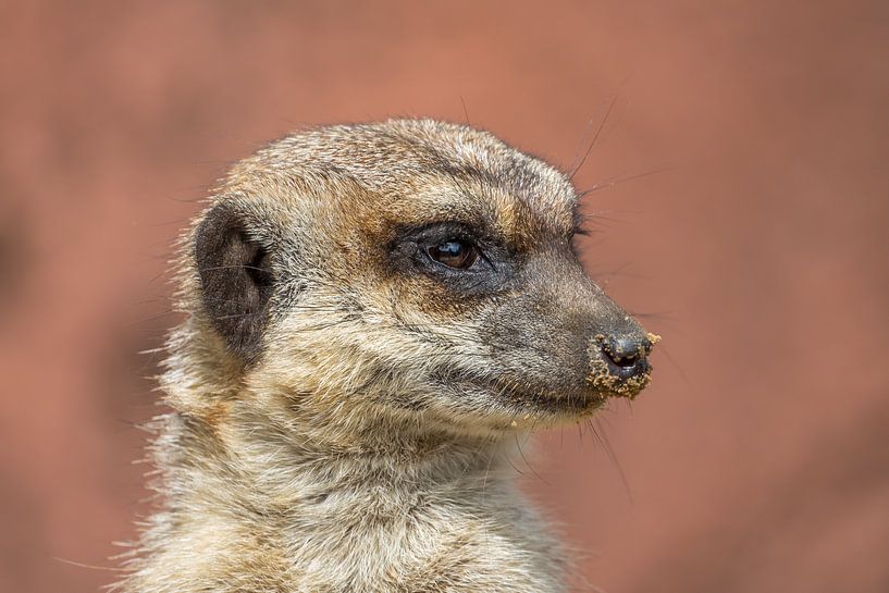 Portret van een Stokstaartje van John van de Gazelle fotografie
