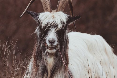Die echte holländische Landziege in den holländischen Dünen