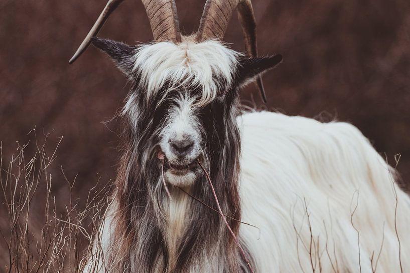 De authentieke Nederlandse Landgeit in de Hollandse Duinen van Anne Zwagers