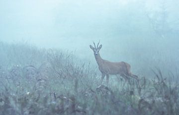 Reebok im Nebel von Harry Punter