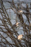 3 sparrows on a branch