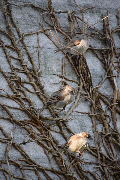 3 moineaux sur une branche par Petra van Engelenburcht