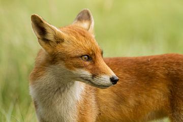 Renard concentré sur Wim Brauns