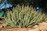 reuzen aloe vera in Spanje