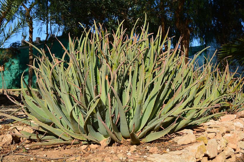 Giant aloe vera in Spain by Bella Luna Fotografie