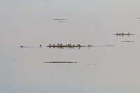 Het wad bij Ameland