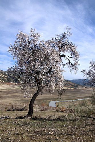 Bloeiende amandelboom in Andalusië