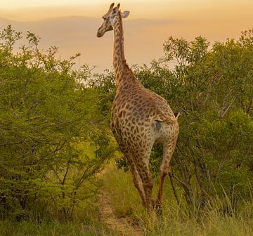 Giraffe in nature reserve in Hluhluwe National Park South Africa by SHDrohnenfly