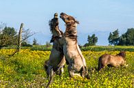 Konikpaarden van Joke Beers-Blom thumbnail
