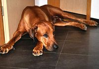 Rhodesian Ridgeback