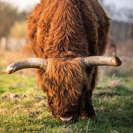 Schotse Hooglander van Lennert Trevels