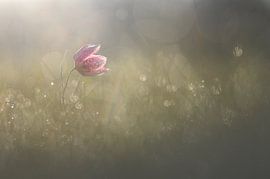 Joie matinale by Sebastien Blomme