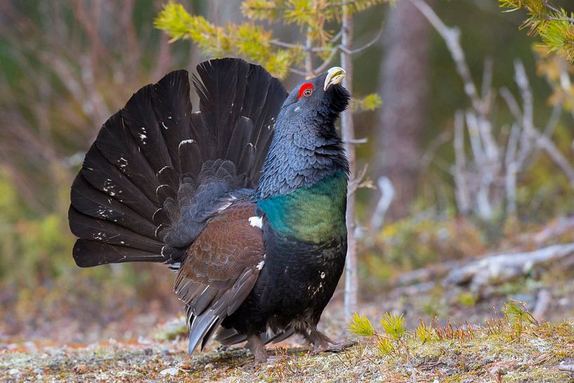 Male capercaillie balting by Benny Cottele