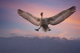 Flying Crowned Pelican by Christien Brandwijk
