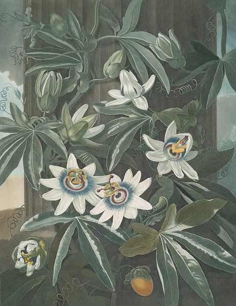 The Blue Passion Flower, Robert John Thornton by Masterful Masters