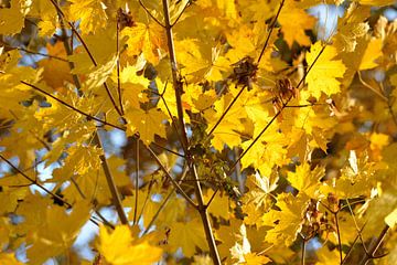 bladeren geel van Petra De Jonge