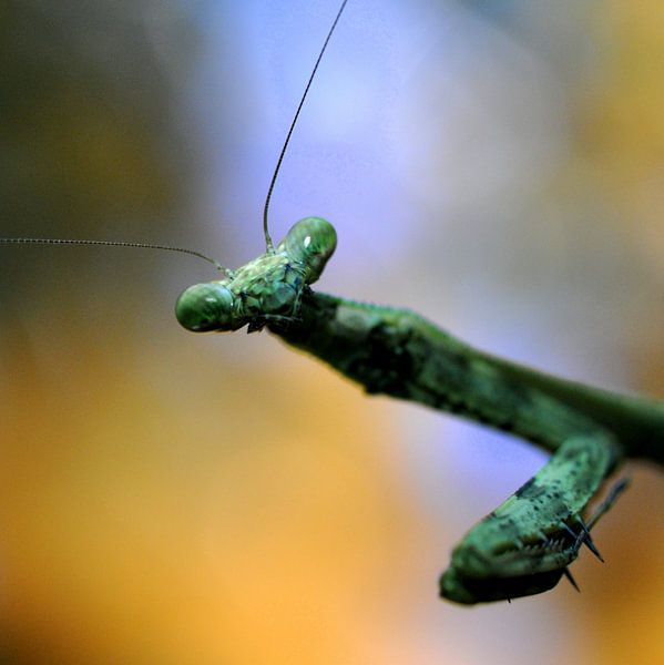 Praying mantis portrait by Maurice Ultee