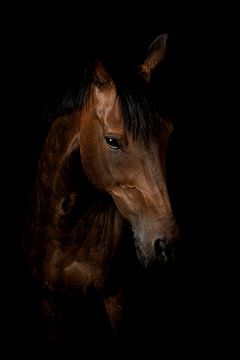 Cheval noir sur Ellen Van Loon