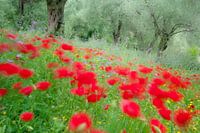 monet was here