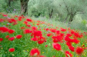 Monet was here